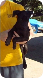 Drake aka Little man, an adoptable Labrador Retriever, Black Labrador Retriever in Baton Rouge, LA, 70814 | Photo Image 3