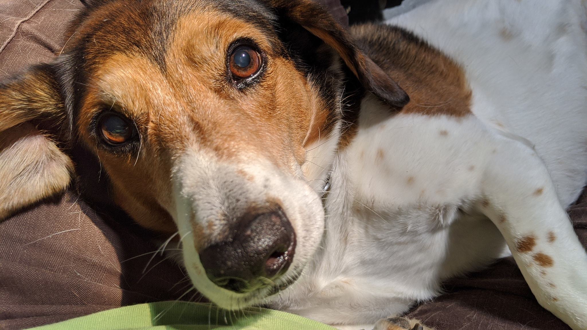 Michael, an adoptable Basset Hound, Beagle in Cincinnati, OH, 45227 | Photo Image 1