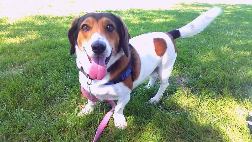 Michael, an adoptable Basset Hound, Beagle in Cincinnati, OH, 45227 | Photo Image 2