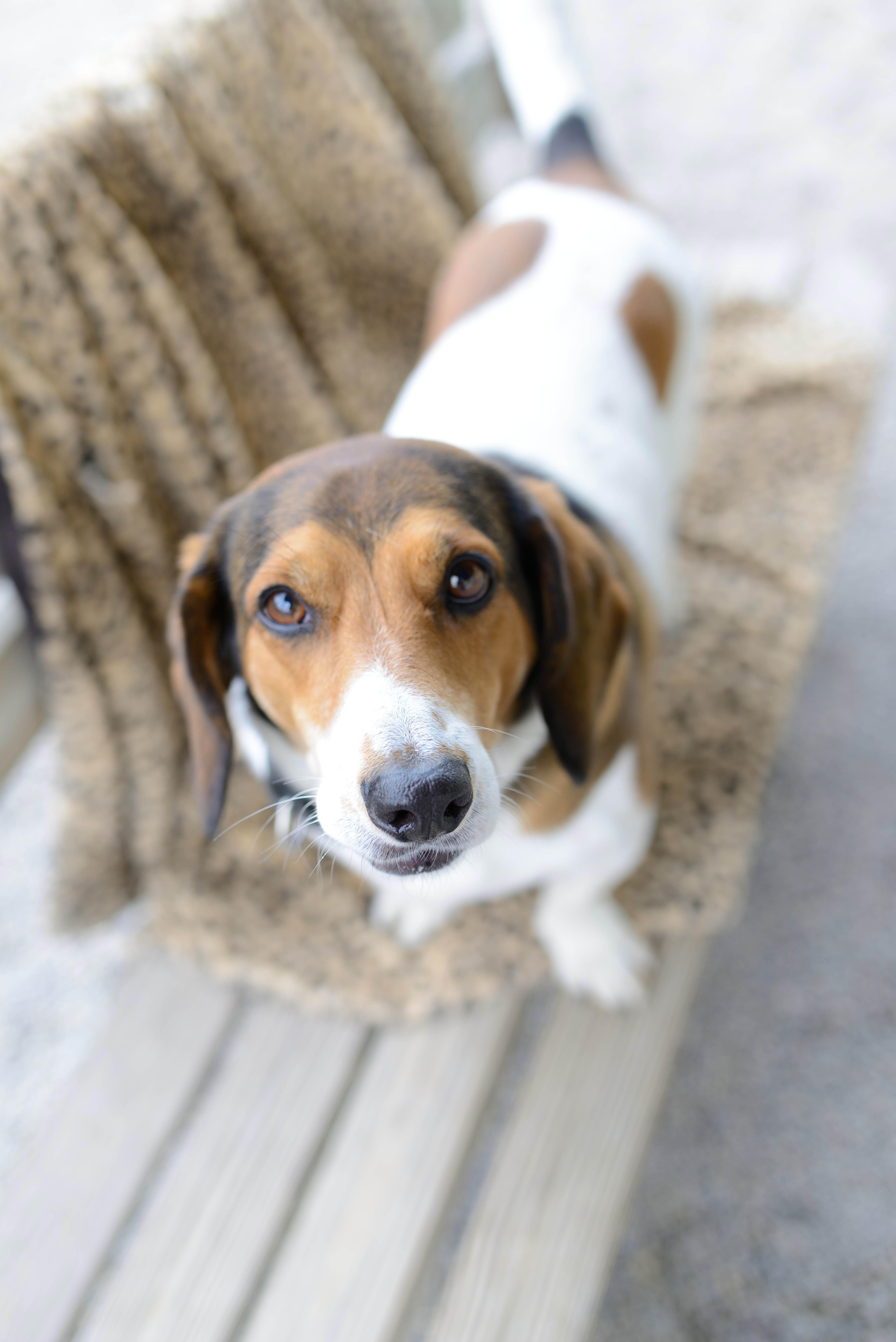 Michael, an adoptable Basset Hound, Beagle in Cincinnati, OH, 45227 | Photo Image 3