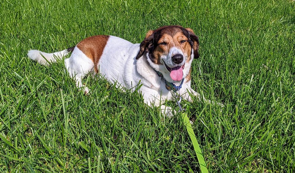 Michael, an adoptable Basset Hound, Beagle in Cincinnati, OH, 45227 | Photo Image 4