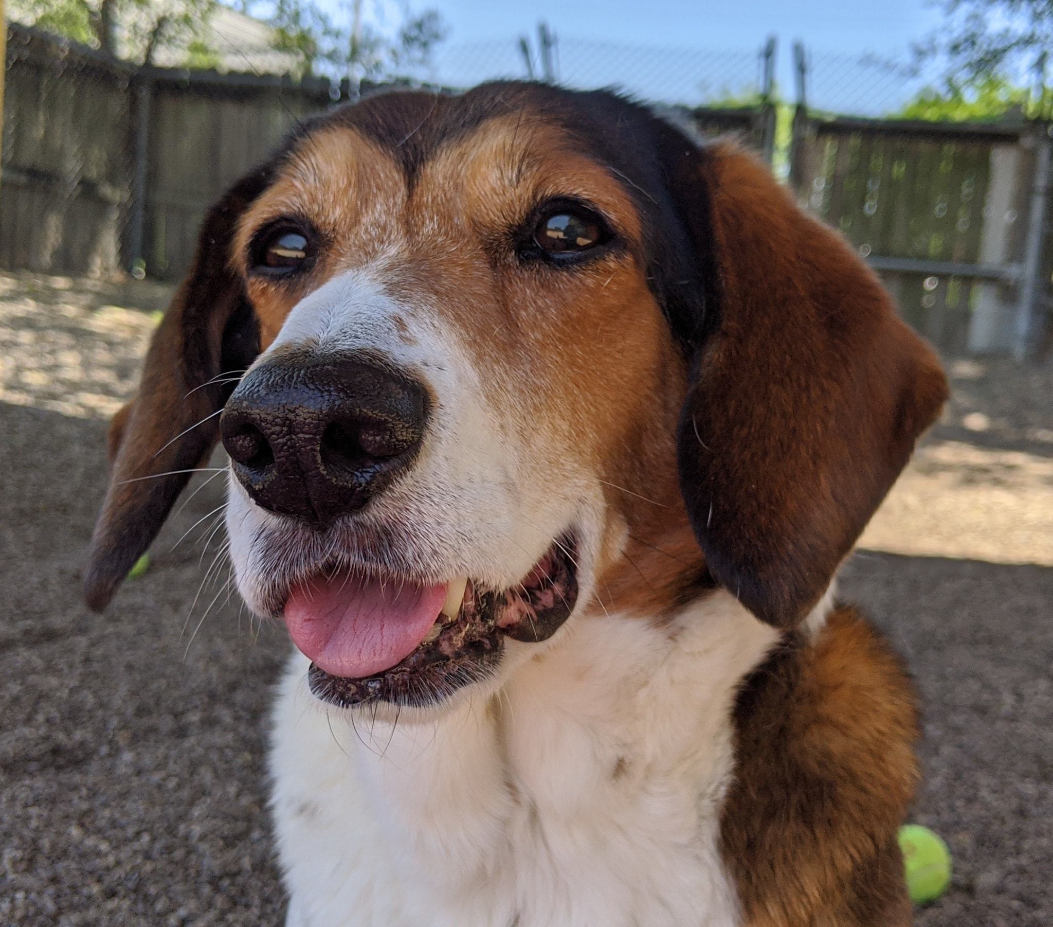 Michael, an adoptable Basset Hound, Beagle in Cincinnati, OH, 45227 | Photo Image 5