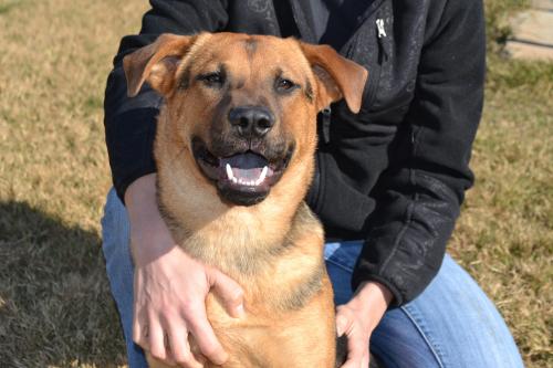 BRUSTER, an adoptable Shepherd, Rottweiler in TROUTMAN, NC, 28166 | Photo Image 2