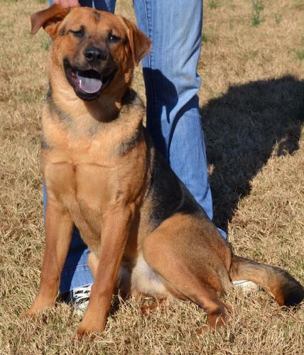 BRUSTER, an adoptable Shepherd, Rottweiler in TROUTMAN, NC, 28166 | Photo Image 3