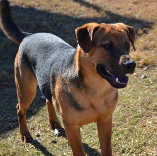 BRUSTER, an adoptable Shepherd, Rottweiler in TROUTMAN, NC, 28166 | Photo Image 1