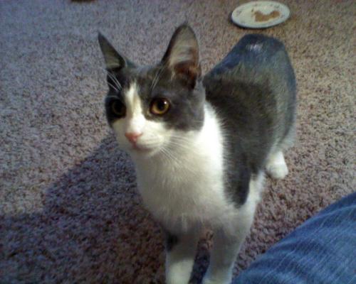 Ian, an adoptable Domestic Short Hair in Leitchfield, KY, 42754 | Photo Image 1