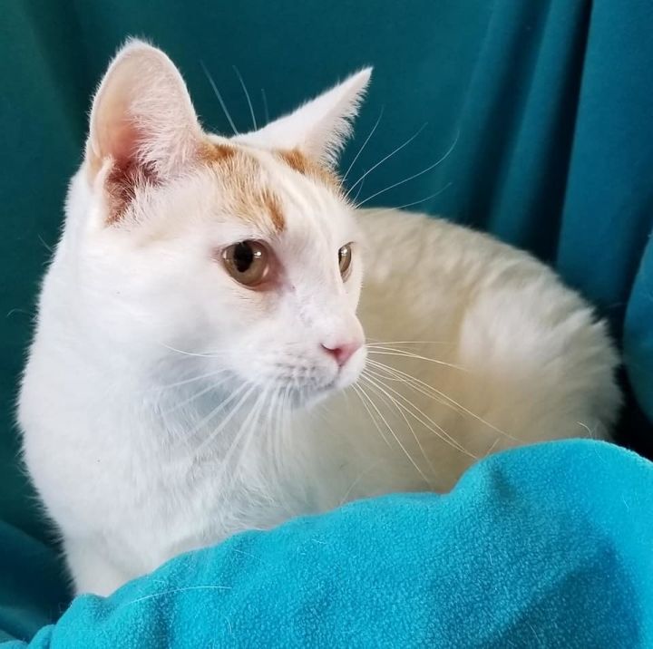 Maddie Purrkins 4