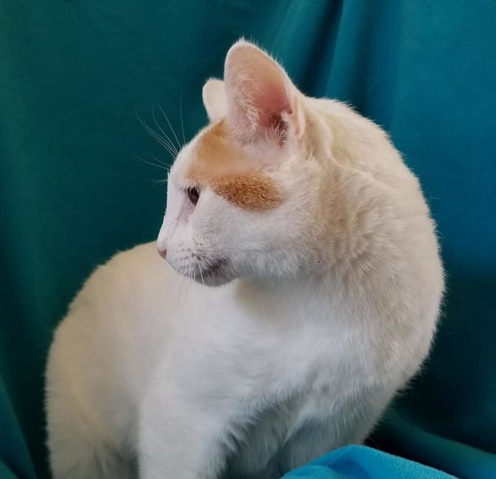 Maddie Purrkins 6