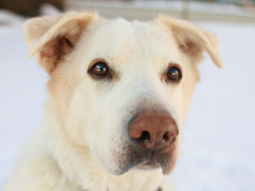 King, an adopted Labrador Retriever & Husky Mix in Etobicoke, ON_image-1