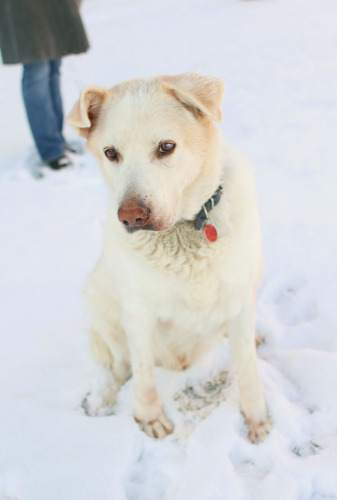King, an adopted Labrador Retriever & Husky Mix in Etobicoke, ON_image-2
