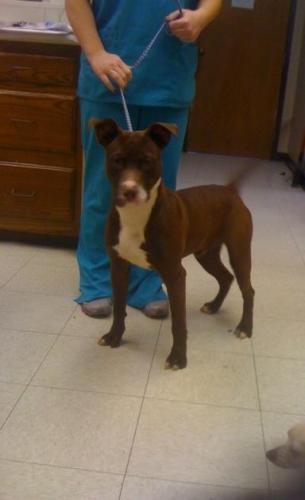 King, an adoptable American Staffordshire Terrier, Labrador Retriever in Baton Rouge, LA, 70814 | Photo Image 2