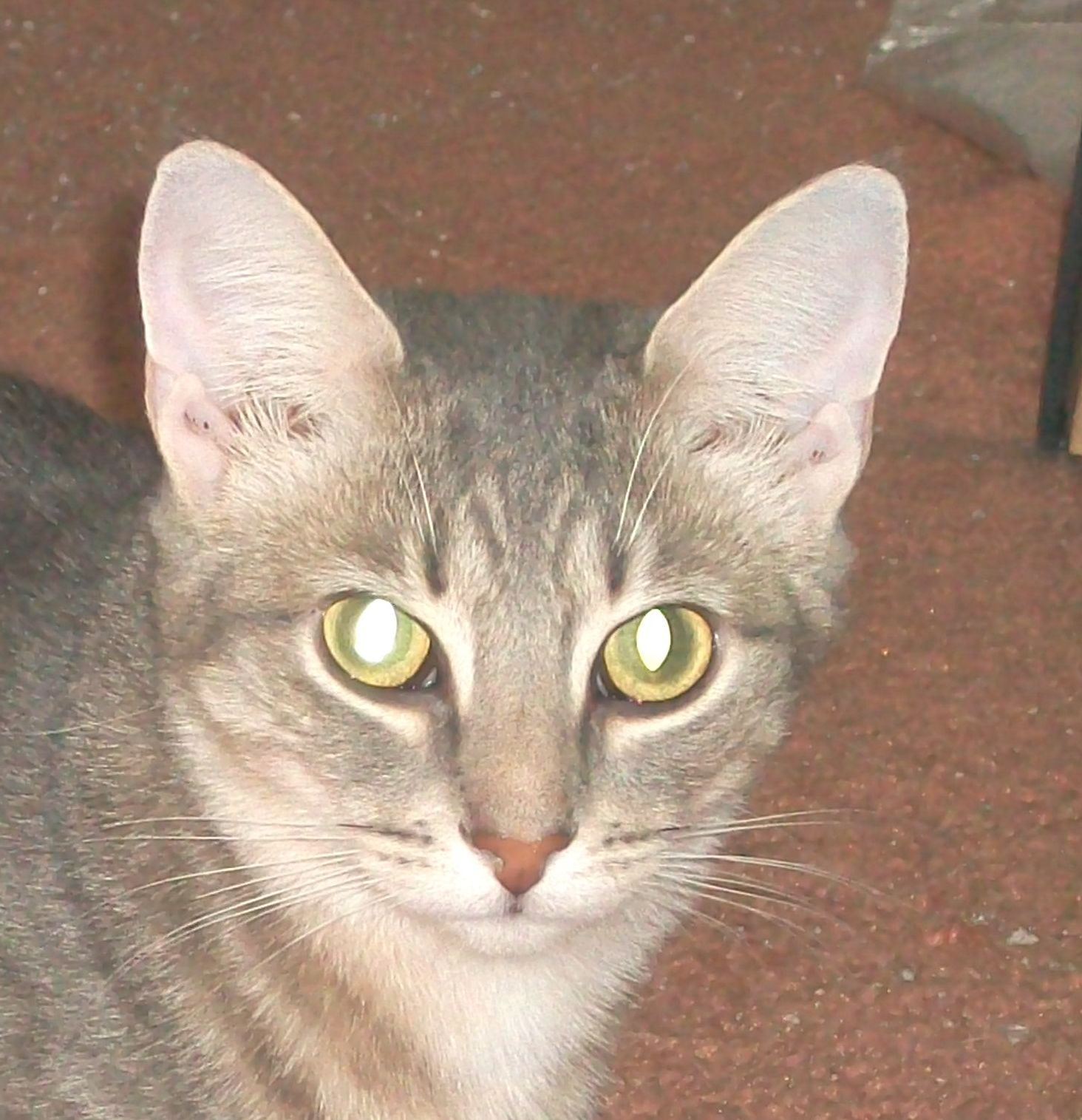 Felix, an adoptable Domestic Short Hair in Watsontown, PA, 17777 | Photo Image 1