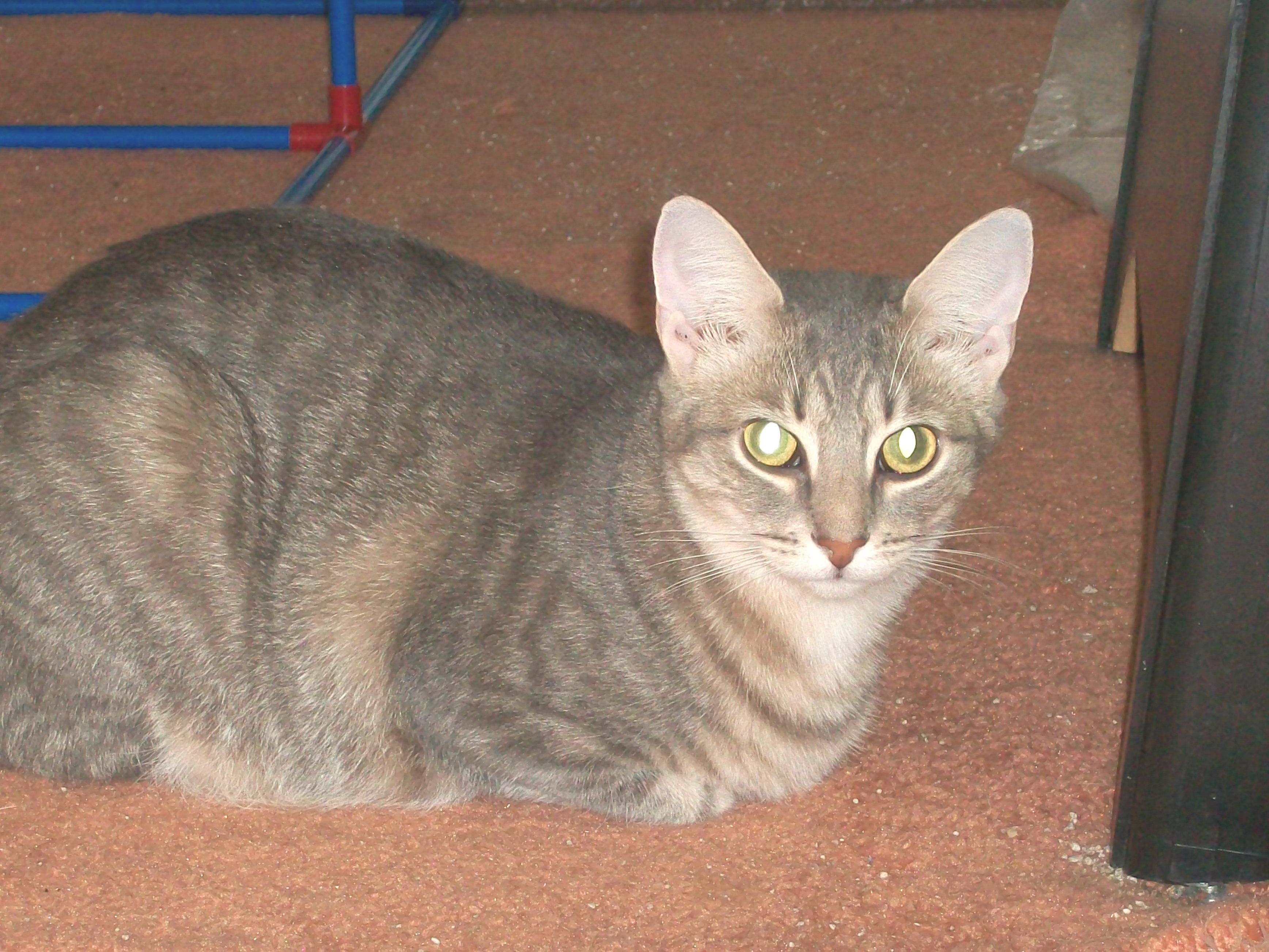 Felix, an adoptable Domestic Short Hair in Watsontown, PA, 17777 | Photo Image 2