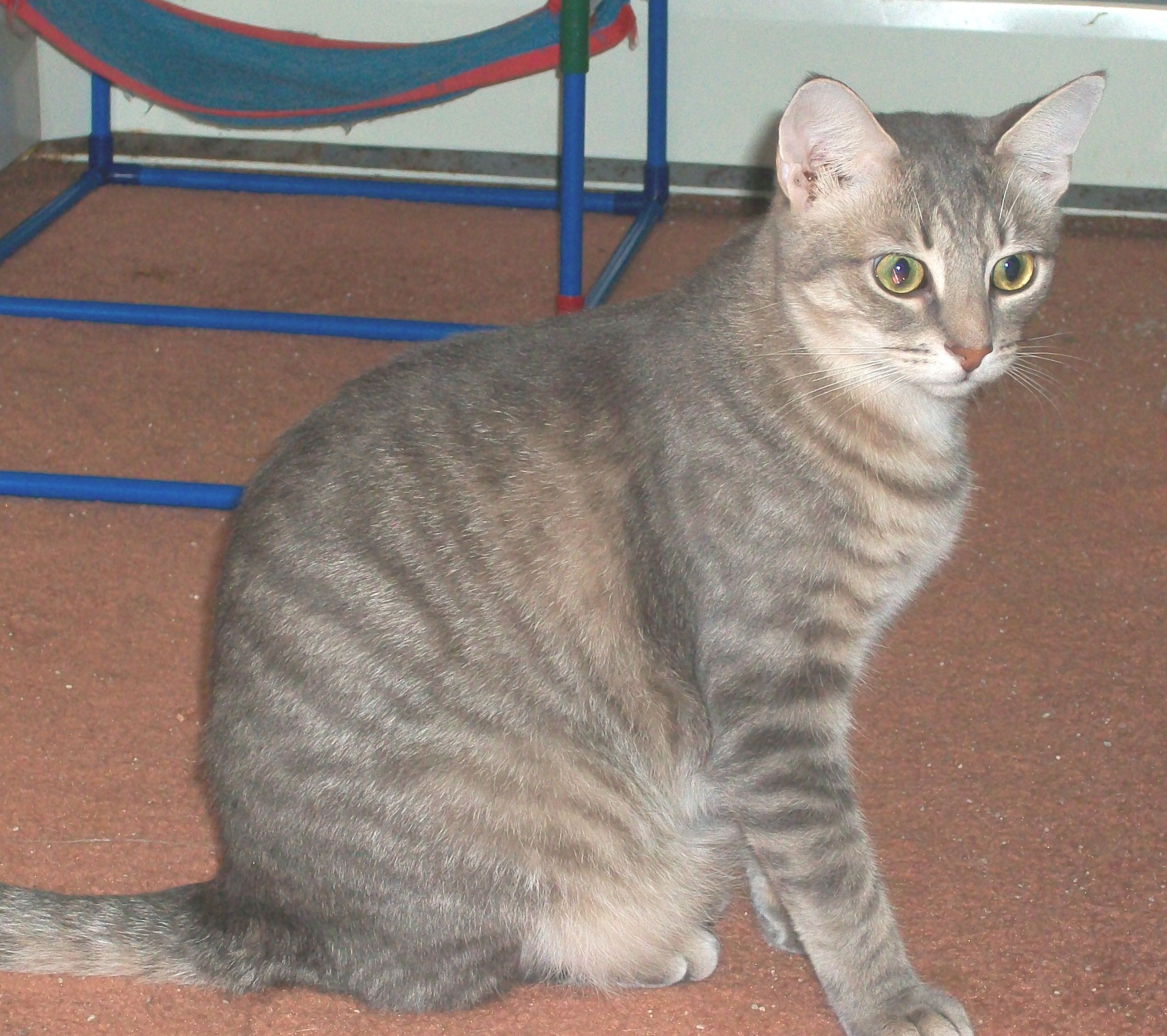 Felix, an adoptable Domestic Short Hair in Watsontown, PA, 17777 | Photo Image 3