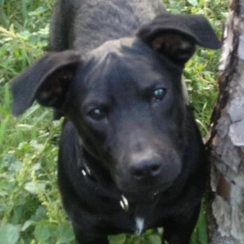 MURPHY, an adoptable Jack Russell Terrier, Hound in Royal Palm Beach, FL, 33411 | Photo Image 1