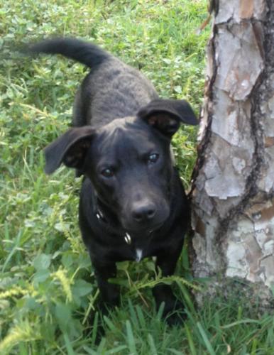 MURPHY, an adoptable Jack Russell Terrier, Hound in Royal Palm Beach, FL, 33411 | Photo Image 3