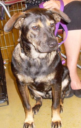 GILLY, an adoptable Jack Russell Terrier, Hound in Royal Palm Beach, FL, 33411 | Photo Image 3