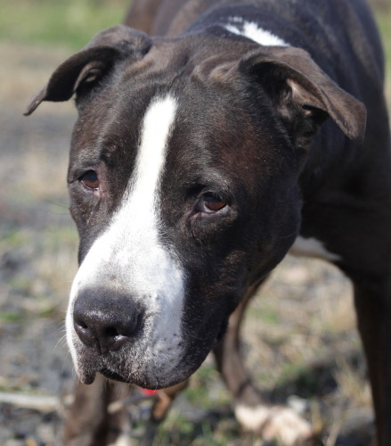 Tyrus, an adopted Pit Bull Terrier Mix in Jersey City, NJ_image-2