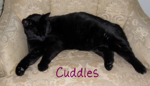 Cuddles 1