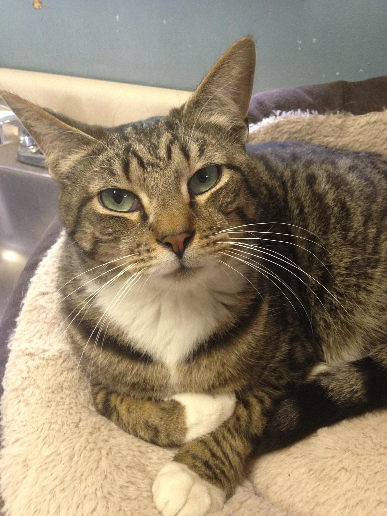 Stripes, an adoptable Domestic Short Hair, Tiger in Washingtonville, NY, 10992 | Photo Image 1