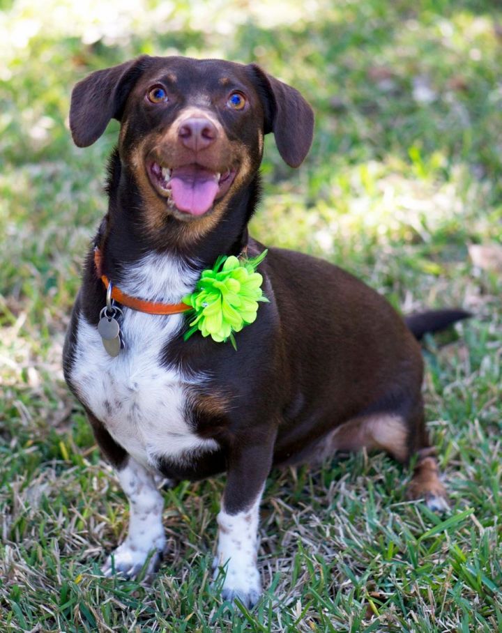 Dog For Adoption Lucy A Beagle German Shorthaired Pointer Mix