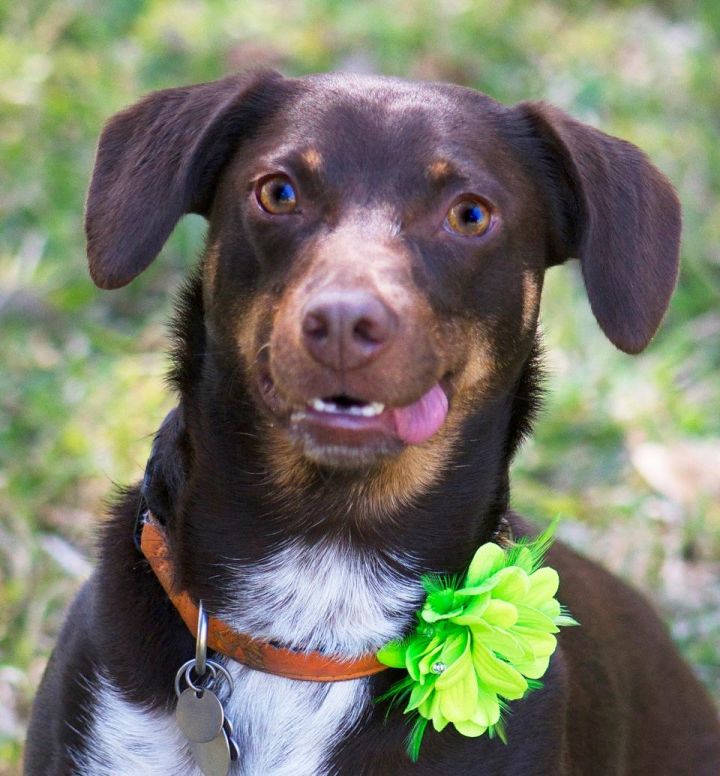 Dog For Adoption Lucy A Beagle German Shorthaired Pointer Mix