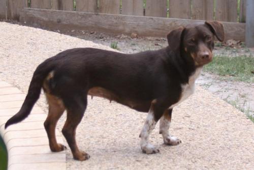 Dog For Adoption Lucy A Beagle German Shorthaired Pointer Mix