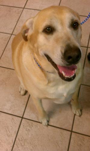 Dolly Sue, an adoptable Yellow Labrador Retriever in Austin, TX, 78708 | Photo Image 1