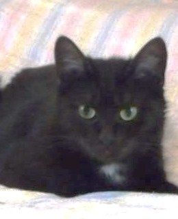 Bella, an adoptable Domestic Short Hair in Ottawa, ON, K1R 7Z1 | Photo Image 1