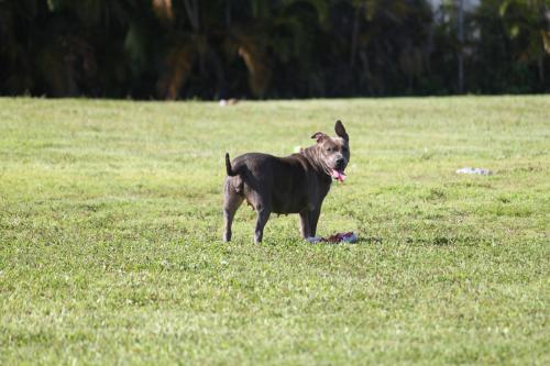 Layla, an adopted American Staffordshire Terrier & Terrier Mix in Pompano Beach, FL_image-2