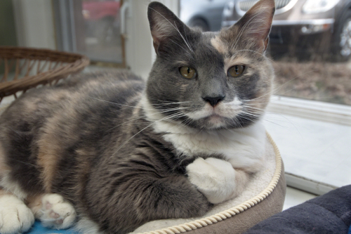 Molly, an adopted Dilute Tortoiseshell & Dilute Calico Mix in Wilton, CT_image-1