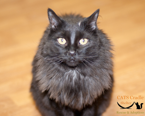 Cinder, an adopted Domestic Medium Hair in Fargo, ND_image-1