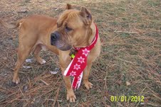 Ned ***POWER BREED RESCUE ***COURTESY LISTING*** NOT AT SHELTER