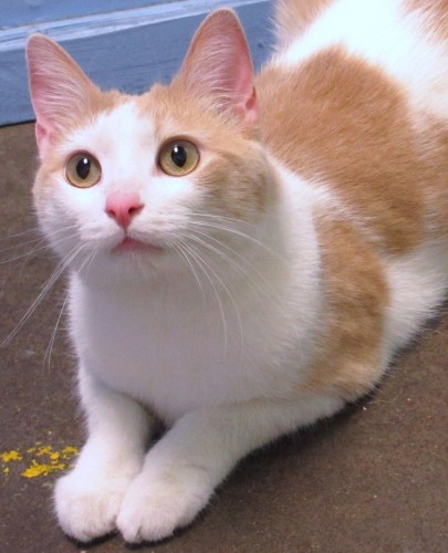 Cheddar, an adoptable Domestic Short Hair in St. Louis, MO, 63110 | Photo Image 2