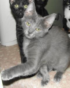 Fortuno, an adopted Russian Blue in Westminster, CO_image-2
