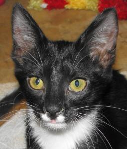 Lenore, an adopted Tuxedo in Westminster, CO_image-3