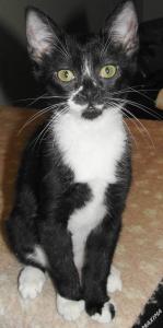Rowena, an adopted Tuxedo in Westminster, CO_image-1