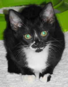 Rowena, an adopted Tuxedo in Westminster, CO_image-2