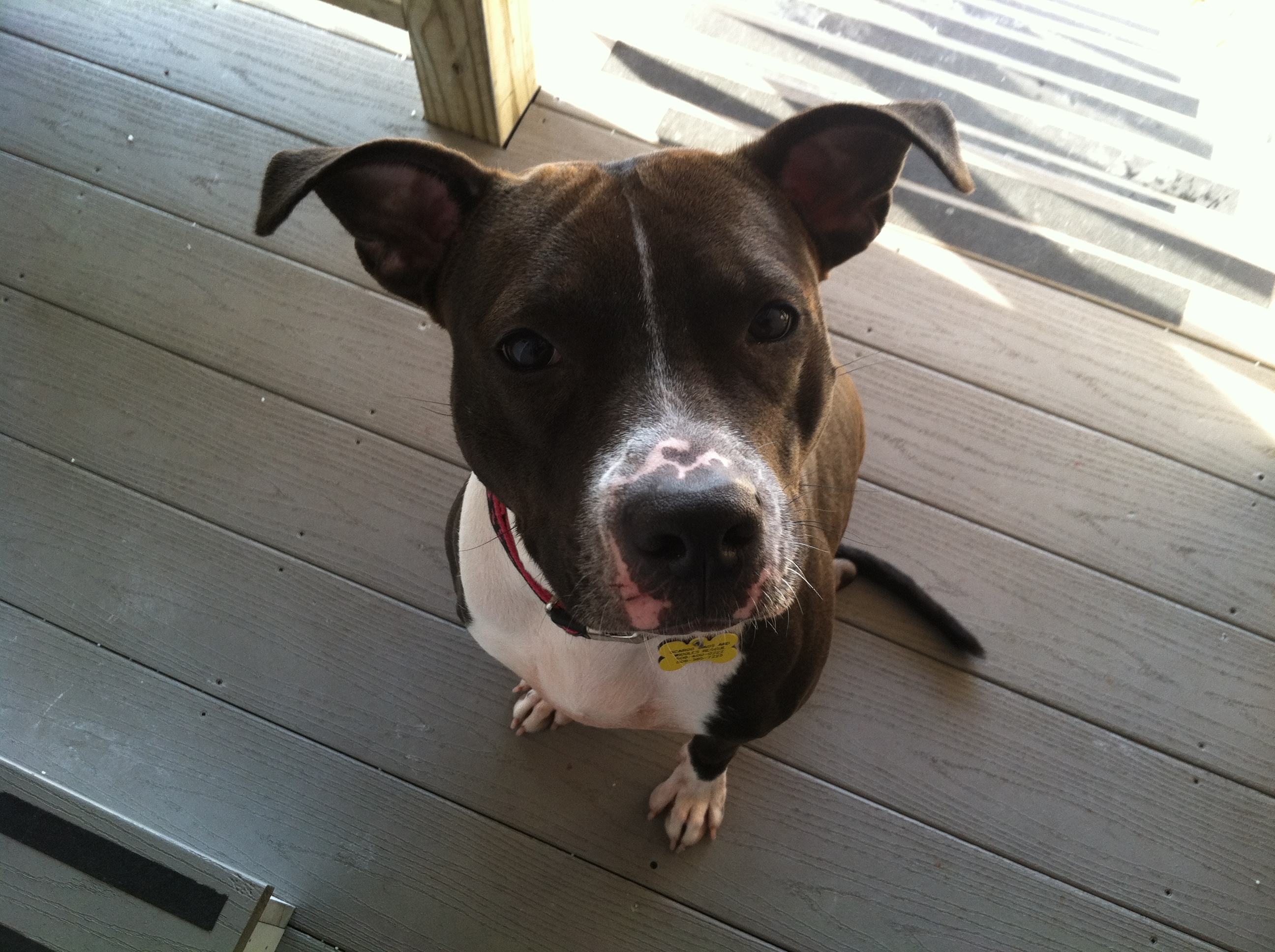 SAVANNAH, an adoptable Pit Bull Terrier in Dennis, MA, 02638 | Photo Image 3
