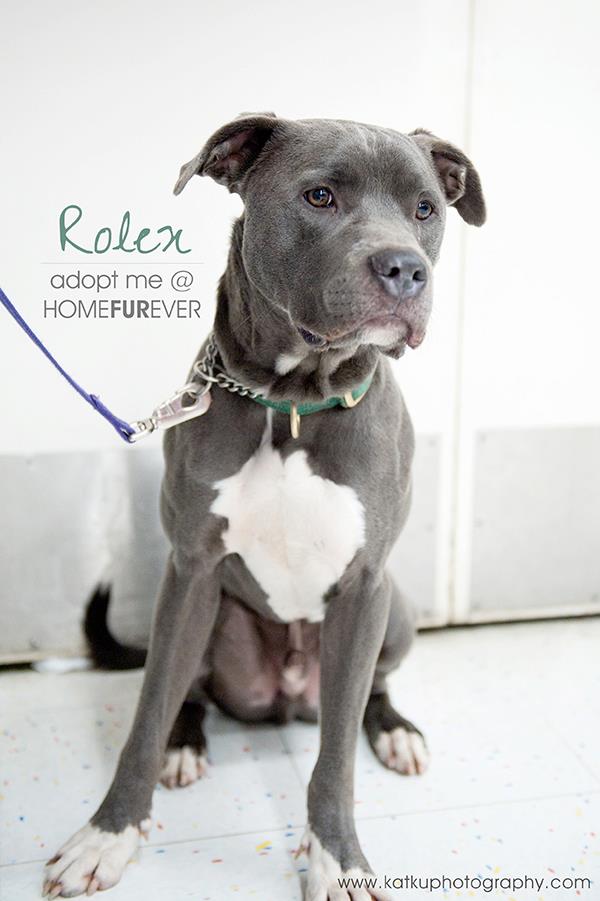 Rolex-Adopted! 2