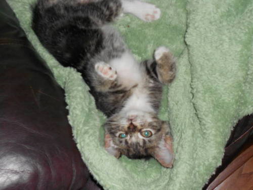 Skittles, an adopted Tabby in Trevose, PA_image-1