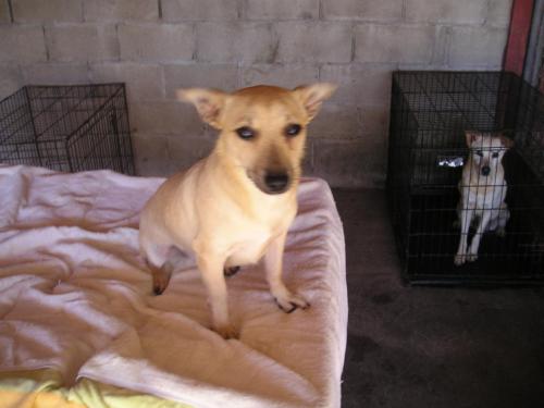 Cameron, an adoptable Terrier in San Diego, CA, 92153 | Photo Image 1