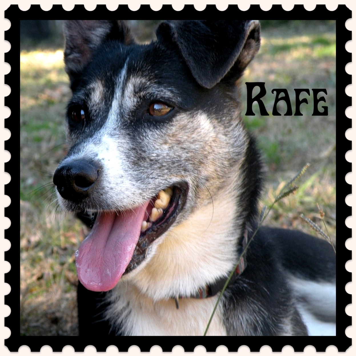 Rafe, an adoptable Feist, Terrier in Dresden, TN, 38225 | Photo Image 1