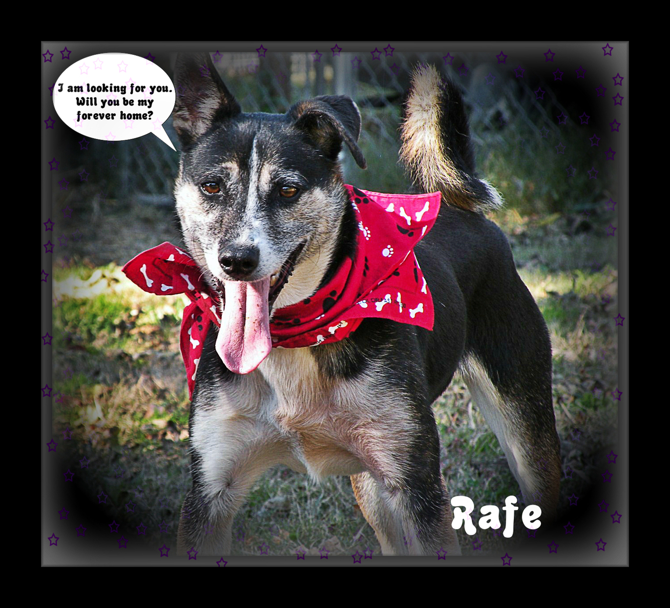 Rafe, an adoptable Feist, Terrier in Dresden, TN, 38225 | Photo Image 2