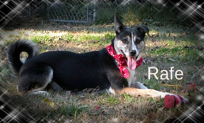 Rafe, an adoptable Feist, Terrier in Dresden, TN, 38225 | Photo Image 3