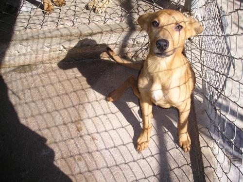 Natham, an adoptable Labrador Retriever in San Diego, CA, 92153 | Photo Image 1