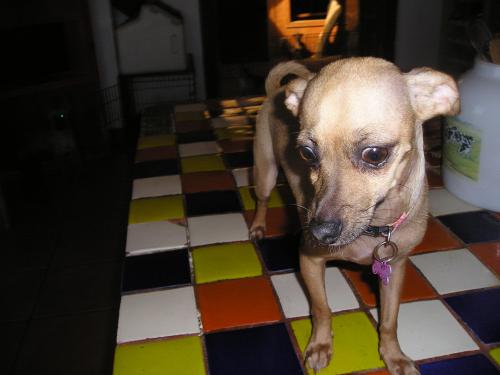 Andrey, an adoptable Chihuahua in San Diego, CA, 92153 | Photo Image 1