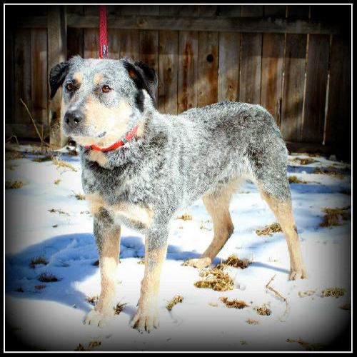 Jess, an adopted Australian Cattle Dog / Blue Heeler & Rottweiler Mix in Cheyenne, WY_image-3