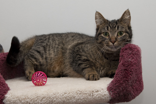 PENDING ADOPTION~*~* LOVELY LEYLA *~*~   VISIT ME AT PETSMART ON FORD RD IN CANTON, MI 2