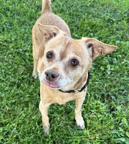 Tom, an adoptable Chihuahua, Terrier in Wenatchee, WA, 98807 | Photo Image 1